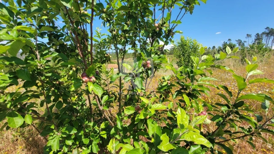Terreno Agricola ou Rústico para Venda em Sobreira Formosa e Alvito da Beira Foto 26