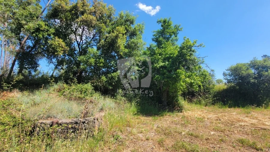 Terreno Agricola ou Rústico para Venda em Sobreira Formosa e Alvito da Beira Foto 8