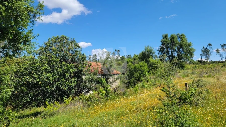 Terreno Agricola ou Rústico para Venda em Sobreira Formosa e Alvito da Beira Foto 31