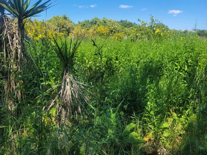 Terreno para Venda em Silves Foto 3