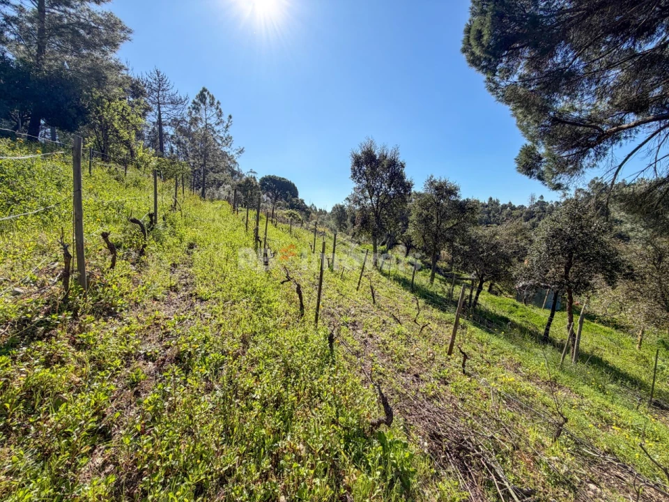Terreno Agricola ou Rústico para Venda em São Miguel do Rio Torto e Rossio Ao Sul do Tejo Foto 8