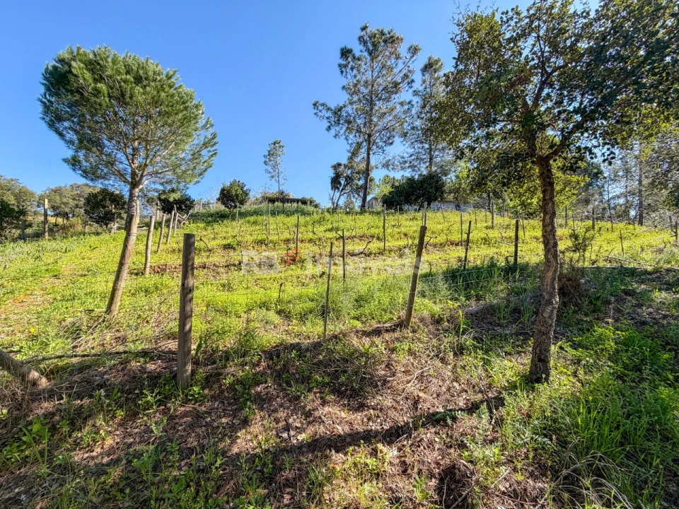 Terreno Agricola ou Rústico para Venda em São Miguel do Rio Torto e Rossio Ao Sul do Tejo Foto 9