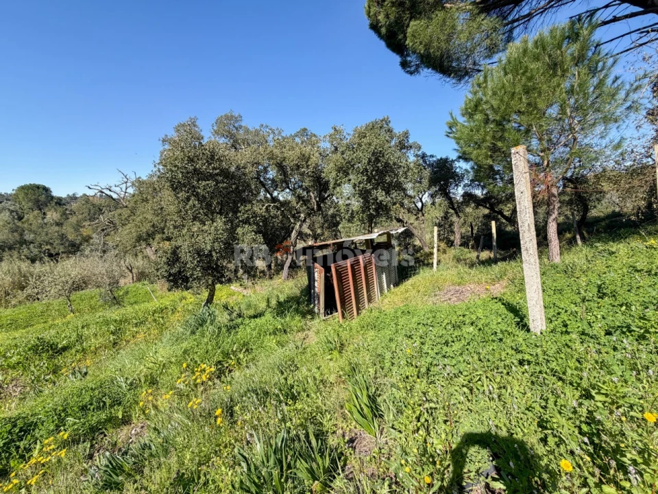 Terreno Agricola ou Rústico para Venda em São Miguel do Rio Torto e Rossio Ao Sul do Tejo Foto 11