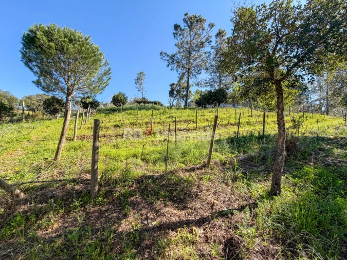 Terreno Agricola ou Rústico para Venda em São Miguel do Rio Torto e Rossio Ao Sul do Tejo Foto 9