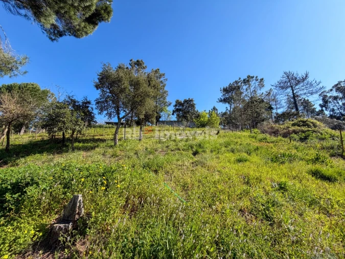 Terreno Agricola ou Rústico para Venda em São Miguel do Rio Torto e Rossio Ao Sul do Tejo Foto 10