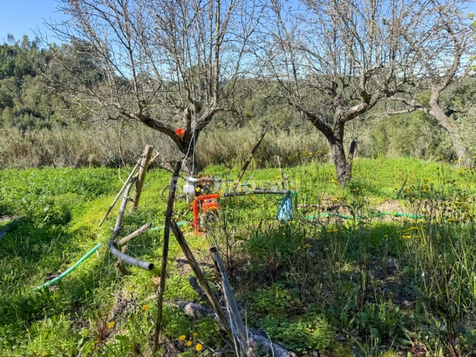 Terreno Agricola ou Rústico para Venda em São Miguel do Rio Torto e Rossio Ao Sul do Tejo Foto 14