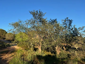Terreno Agricola ou Rústico para Venda em Paderne