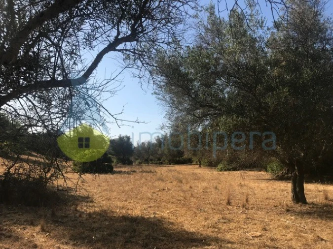 Terreno Agricola ou Rústico para Venda em Algoz e Tunes Foto 4