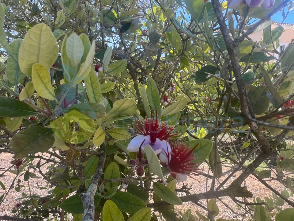 Moradia T5 para Venda em Albufeira e Olhos de Água Foto 42