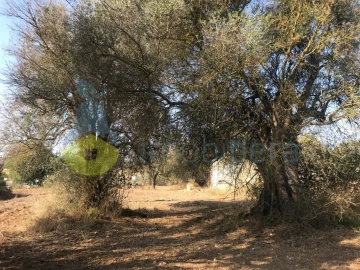 Terreno Misto para Venda em Algoz e Tunes