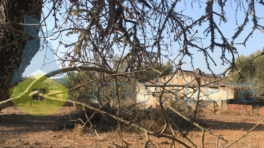 Terreno Misto para Venda em Algoz e Tunes