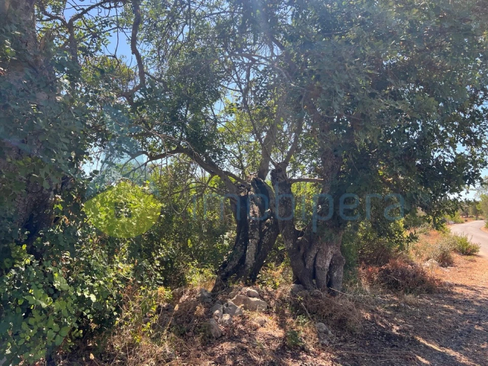 Terreno Agricola ou Rústico para Venda em Ferreiras Foto 11
