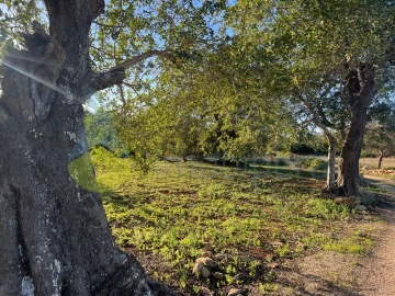 Terreno Agricola ou Rústico para Venda em Boliqueime