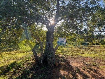 Terreno Agricola ou Rústico para Venda em Boliqueime