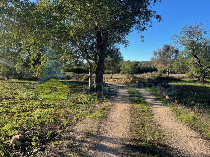 Terreno Agricola ou Rústico para Venda em Boliqueime Foto 6