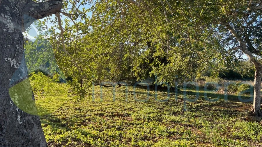 Terreno Agricola ou Rústico para Venda em Boliqueime