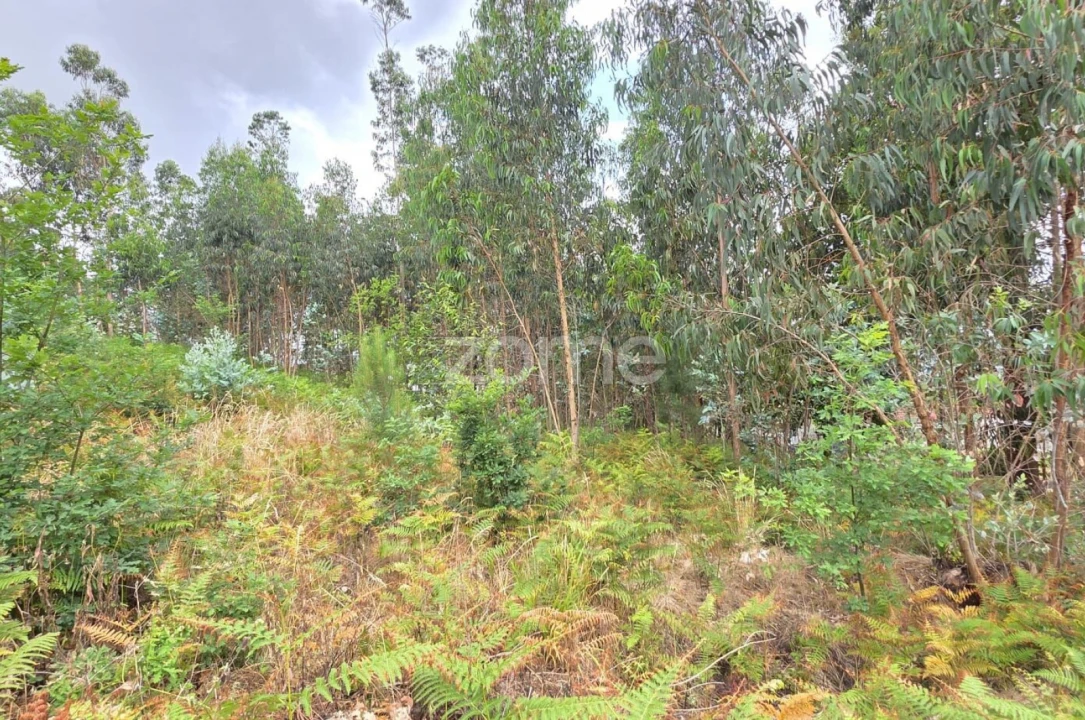 Terreno para Venda em Braga (Maximinos, Sé e Cividade) Foto 12