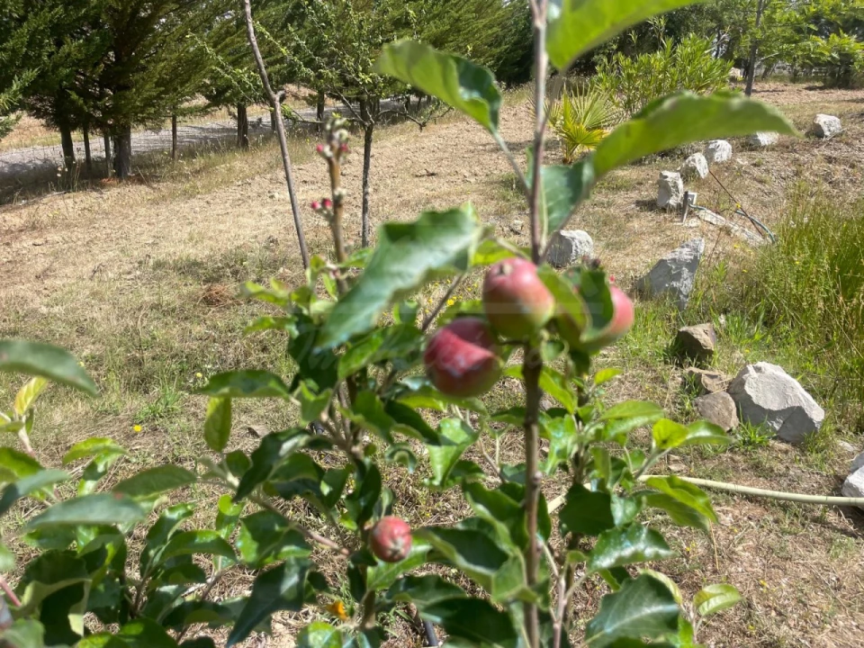 Quinta T3 para Venda em Melides Foto 49