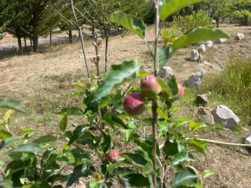 Quinta T3 para Venda em Melides