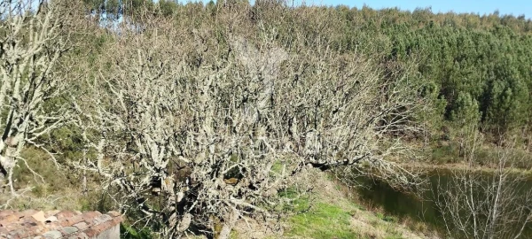 Quinta T4 para Venda em São Salvador da Aramenha