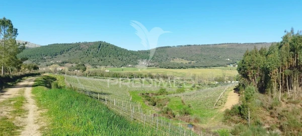 Quinta T4 para Venda em São Salvador da Aramenha