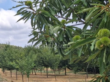 Quinta T4 para Venda em São Salvador da Aramenha