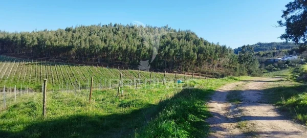Quinta T4 para Venda em São Salvador da Aramenha