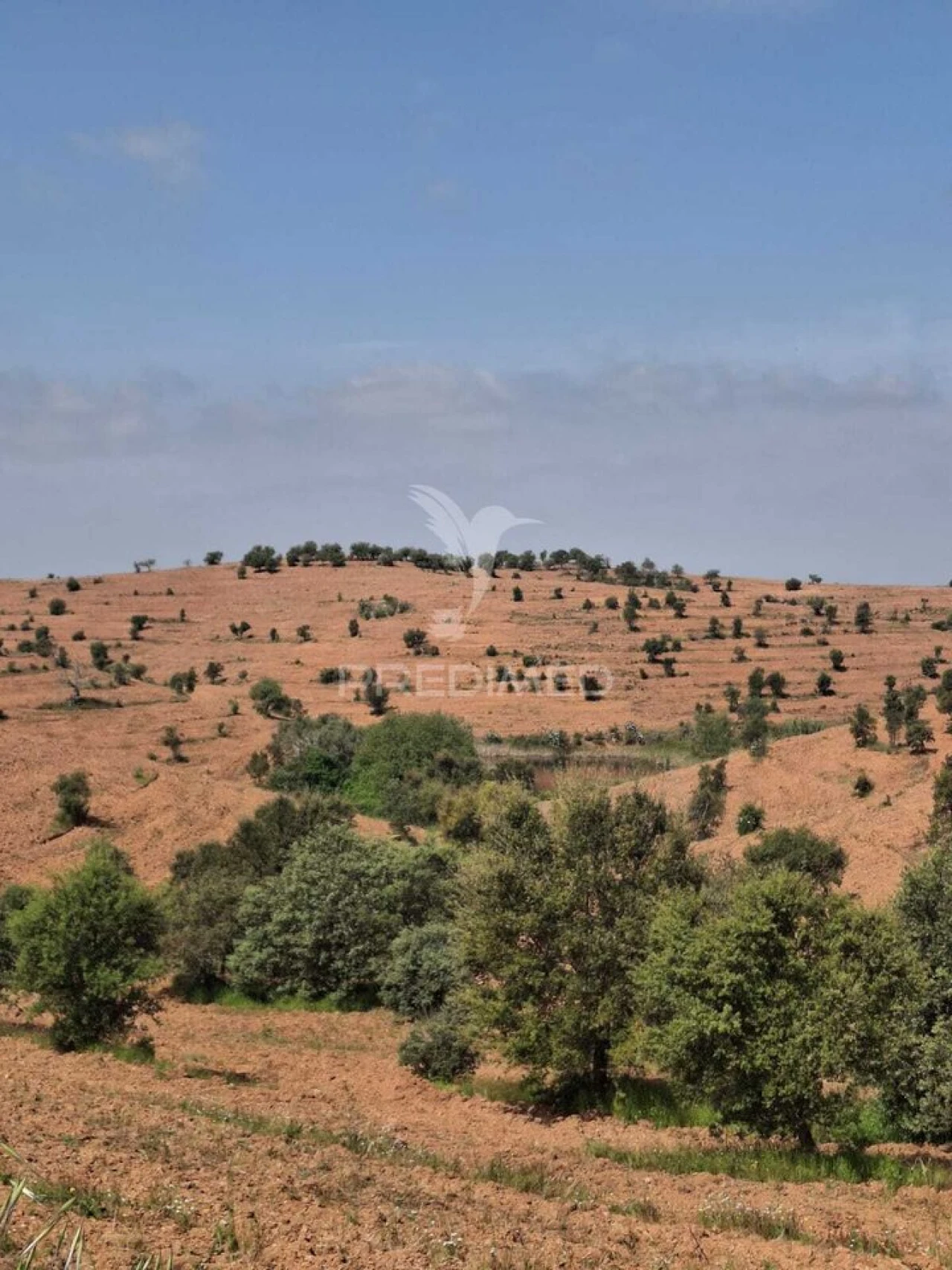 Terreno para Venda em Mertola Foto 23