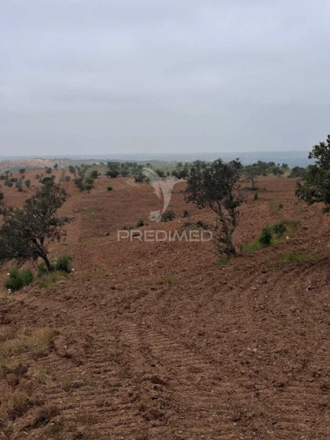 Terreno para Venda em Mertola
