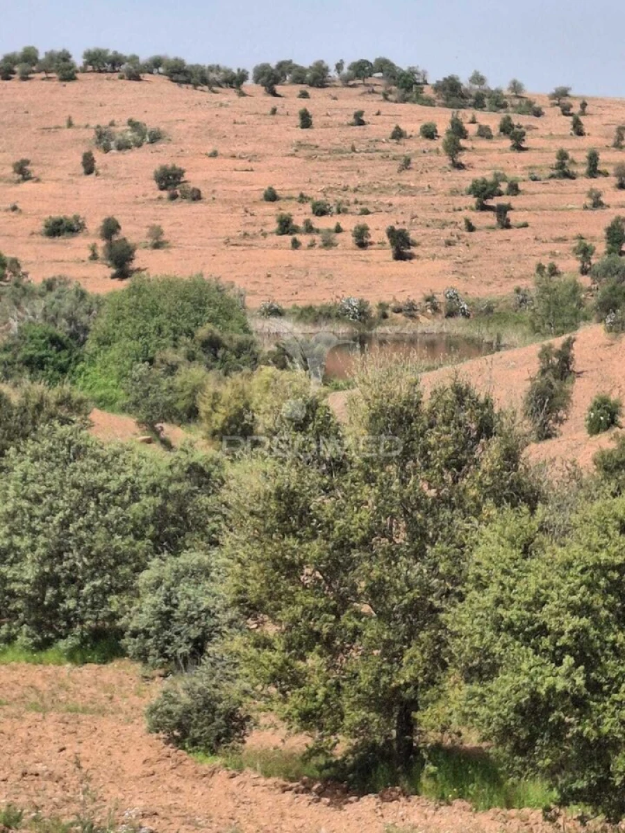 Terreno para Venda em Mertola Foto 4