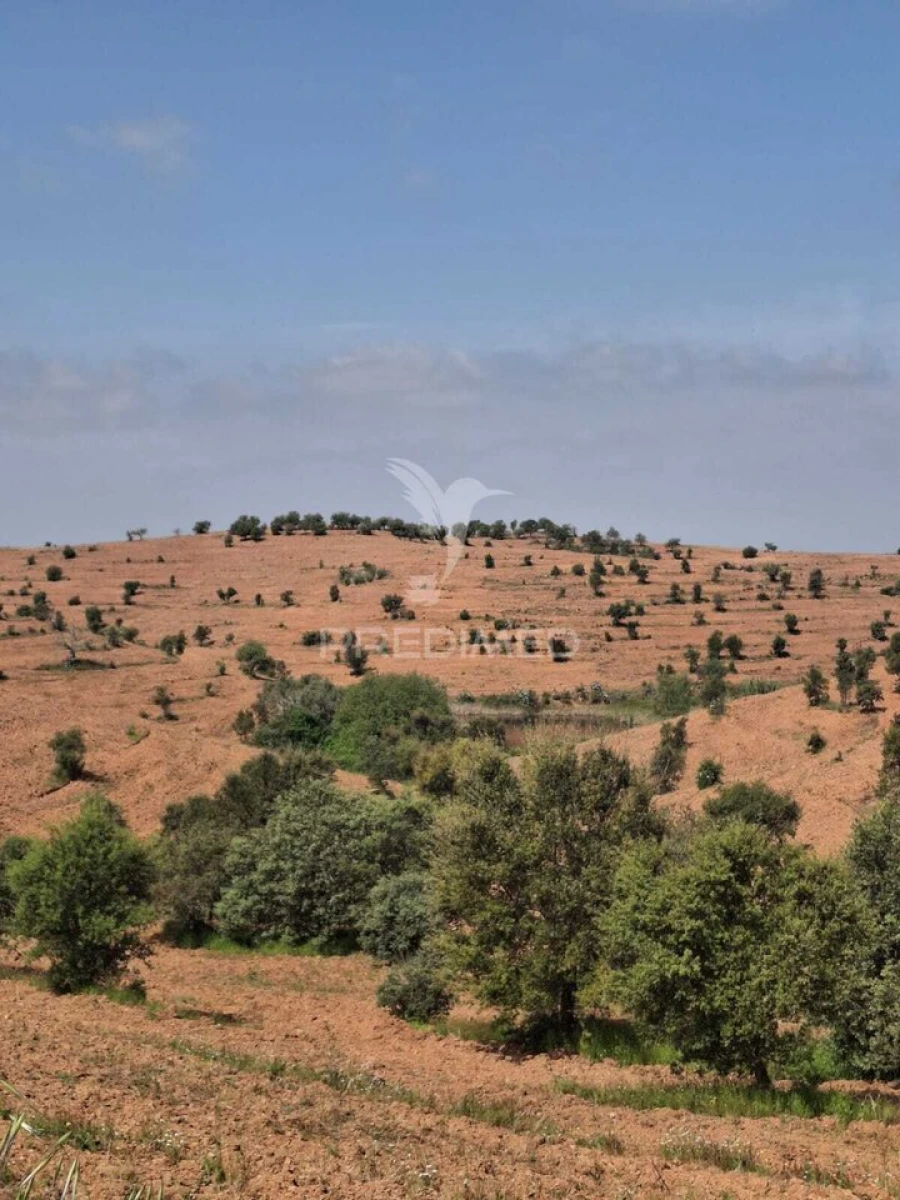 Terreno para Venda em Mertola Foto 23
