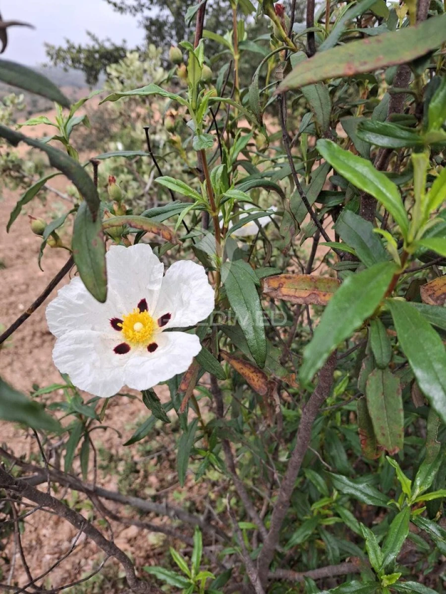Terreno para Venda em Mertola Foto 30