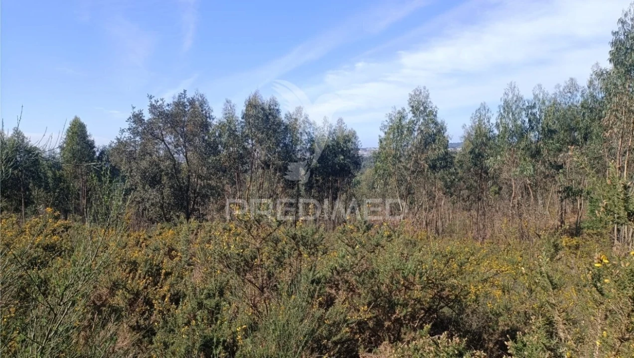 Terreno para Venda em Nogueira e Silva Escura Foto 3