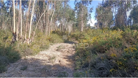 Terreno para Venda em Nogueira e Silva Escura