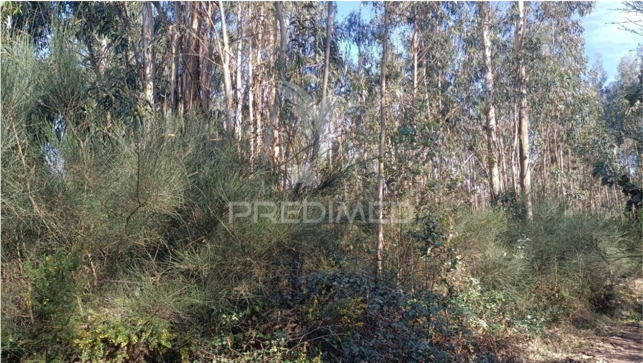 Terreno para Venda em Nogueira e Silva Escura Foto 6