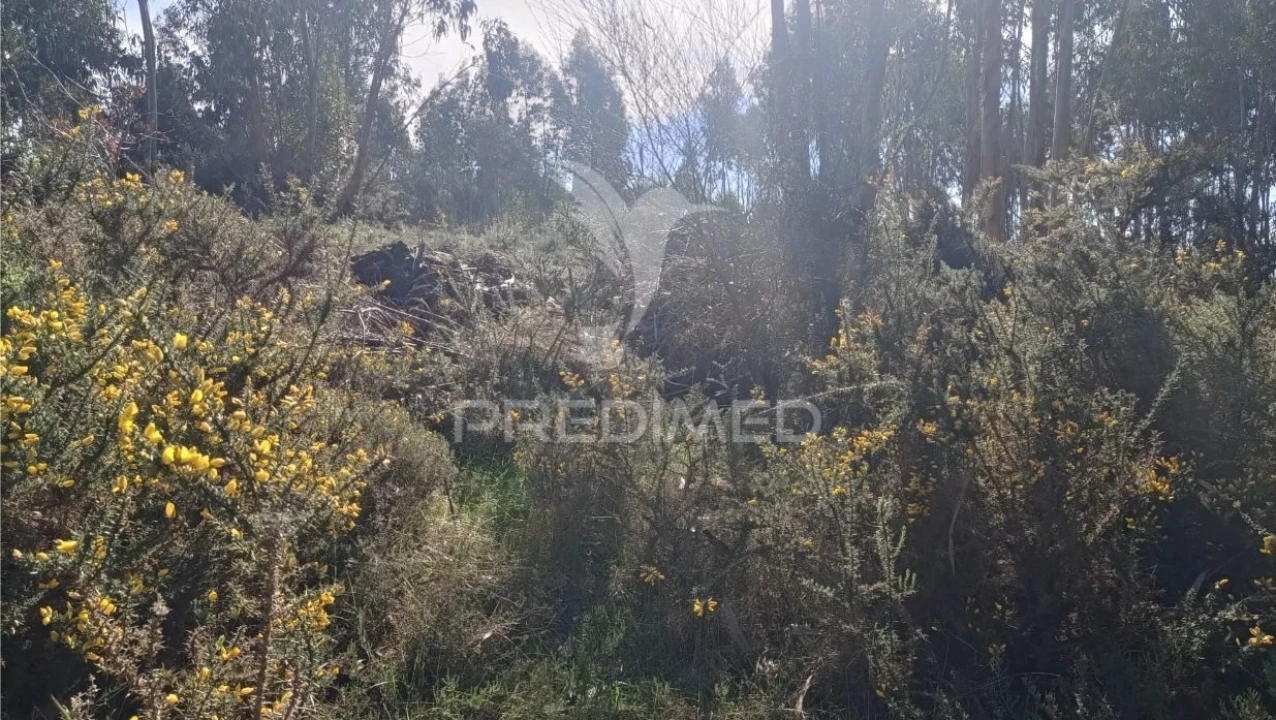 Terreno para Venda em Nogueira e Silva Escura Foto 4