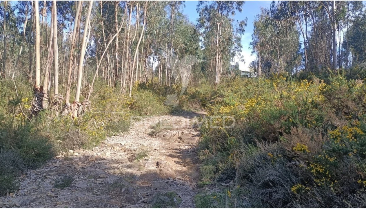 Terreno para Venda em Nogueira e Silva Escura Foto 1