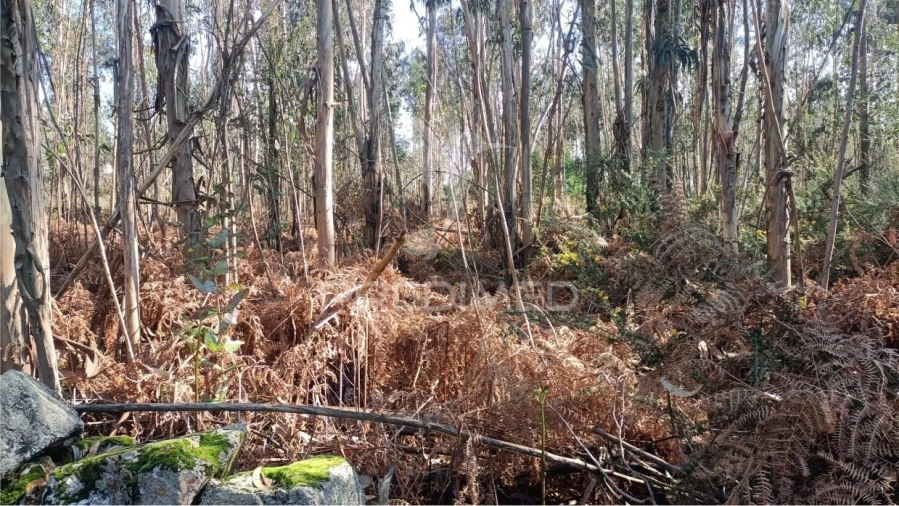 Terreno para Venda em Nogueira e Silva Escura Foto 8