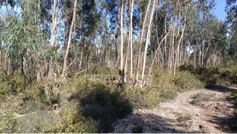 Terreno para Venda em Nogueira e Silva Escura Foto 2