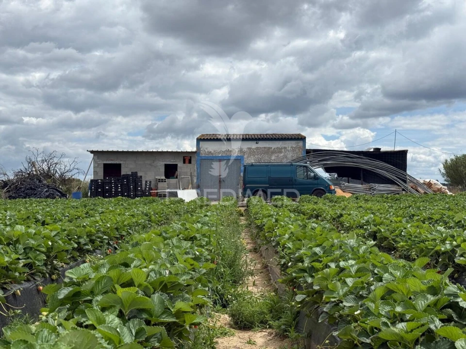 Terreno para Venda em Alpiarça Foto 16