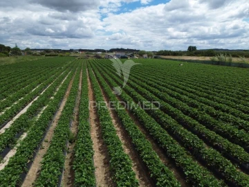Terreno para Venda em Alpiarça