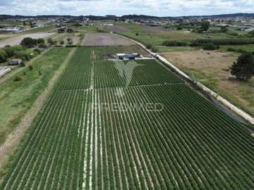 Terreno para Venda em Alpiarça