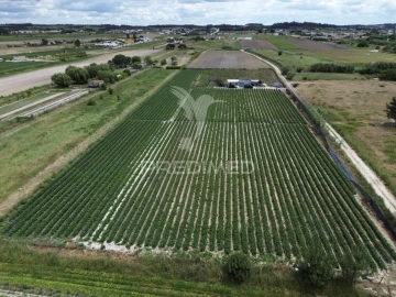 Terreno para Venda em Alpiarça
