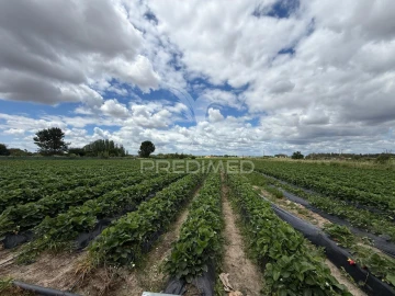 Terreno para Venda em Alpiarça