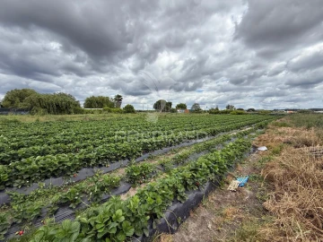 Terreno para Venda em Alpiarça