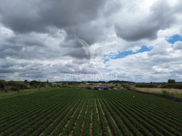 Terreno para Venda em Alpiarça