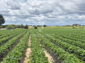 Terreno para Venda em Alpiarça