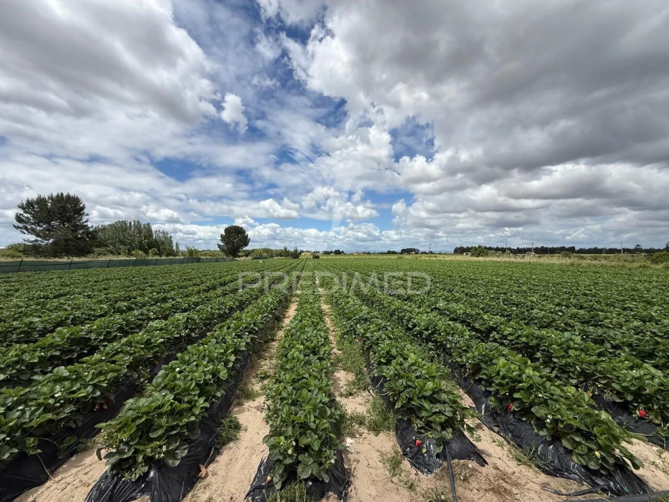 Terreno para Venda em Alpiarça Foto 30