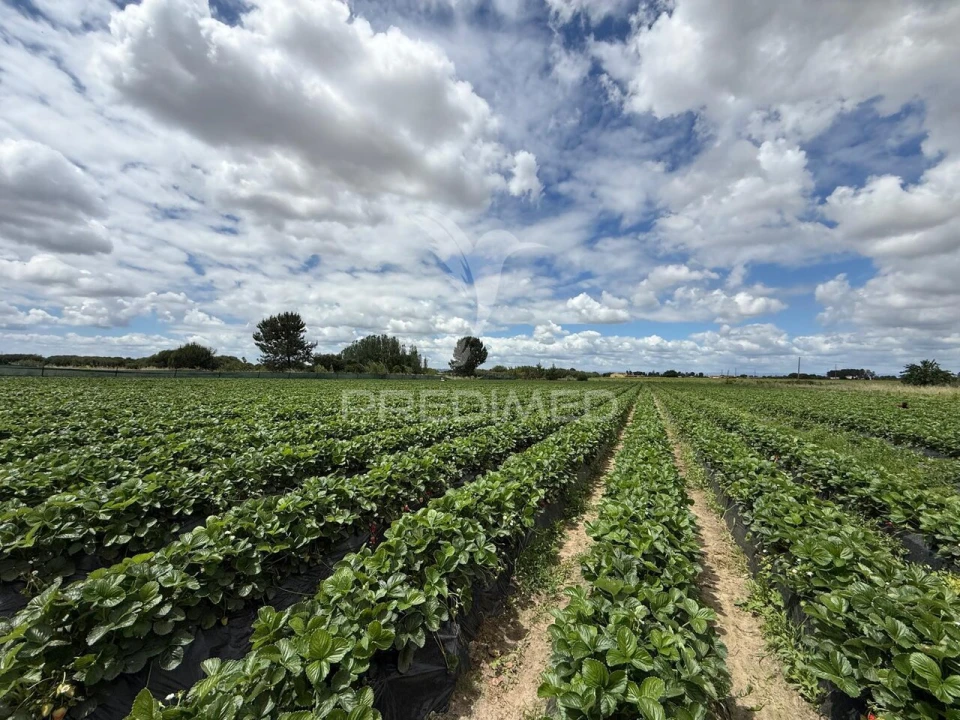 Terreno para Venda em Alpiarça Foto 29