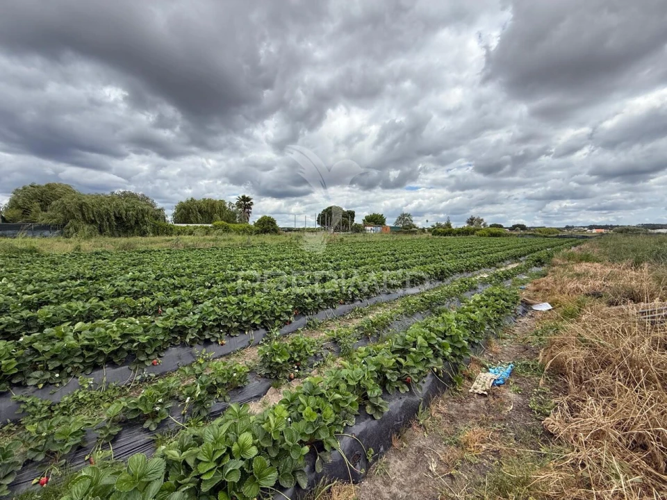Terreno para Venda em Alpiarça Foto 22
